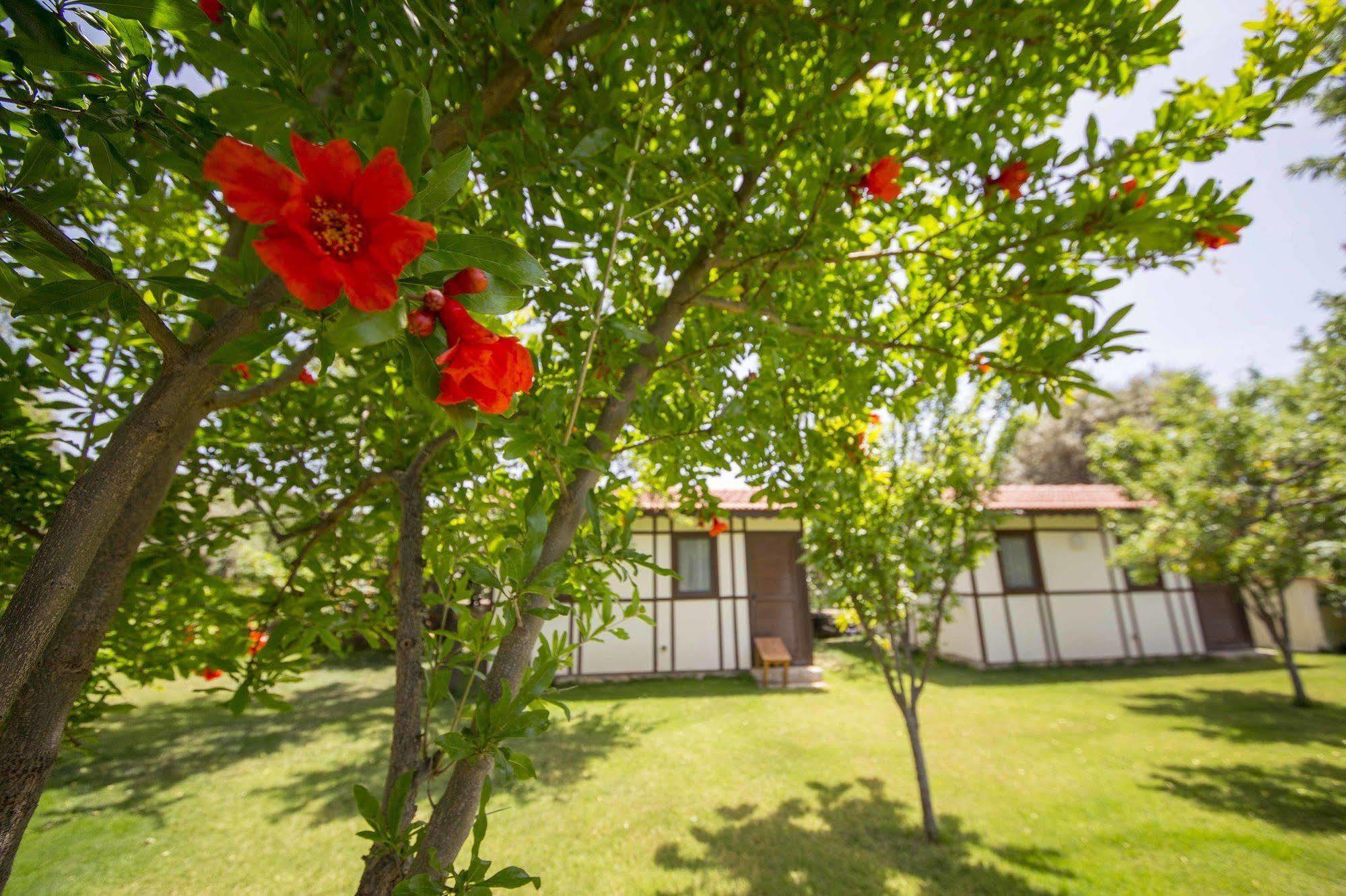 Bal Badem Bungalow Datça Kültér fotó
